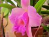 Laelia alaori x praestance